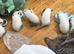 6 grey mitted ragdolls