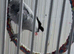 Female African grey Glasgow