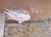 Selling a racing pigeon