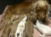Colourful Show type puppies