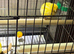 Border canaries