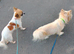 Two long haired chihuahua females