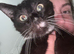 Male neutered cat for afoption