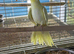 Tame Cockatiels