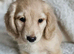 Longhaired miniature dachshund