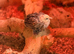 Lemon & gold booted bantam hatching eggs