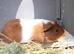 Single 3 week old guinea pig