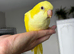 LAST 2 hand reared Quaker babies left