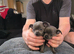 Chihuahua puppies