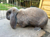 Blue Tort French Lop Doe