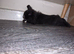 Black and white mini lop lionhead mix