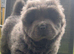 chow chow puppies