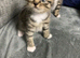 2 boy 2 girls available