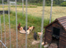 LF Wheaton Maran and cuckoo Maran pullets for sale