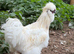 Pure Bred Silkie Splash Cockerel