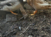 Call ducks