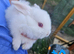 Mini lop x american blue