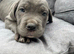 Cane Corso Puppies