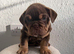 Stunning English Bulldog Puppies