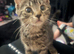 Boy kitten