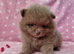 CHIAO LI YA merle puppies chocolate blue