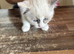 Ragdoll kittens