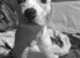 American staffy