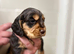 Looking for new homes