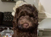 chocolate merle cockapoo