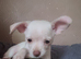Last Male Chihuahua Puppy 11 weeks Ready Now