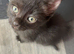 Ragamese cross kittens