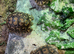 BABY LEOPARD TORTOISES