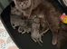 British longhair kittens