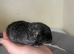 Beautiful Black Ebony Boy &ndash; Last One Remaining!