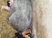 Saddle back x sow with tamworth cross litter