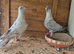 Pigeons