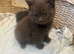 5 beautiful British shorthair kittens