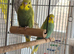 Baby budgies
