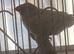 White finches