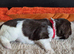 Sprocker/Cocker Spaniel Pups for sale