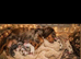 Long hair miniature dachshunds