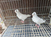 Pigeons for sale