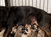 DACHSHUND PUPPIES
