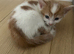 4 kittens ready to go this weekend