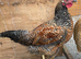 Chicken for sale