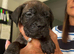 11 Cane Corso cross mastiff chunky puppies for sale