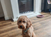 4 year old male cockapoo