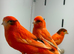 Red factor canaries