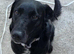 Labrador x collie for rehome