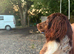 Working cocker spaniel